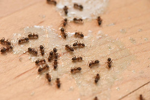 Best Commercial Pest Control Services  in Laurel Hill, VA
