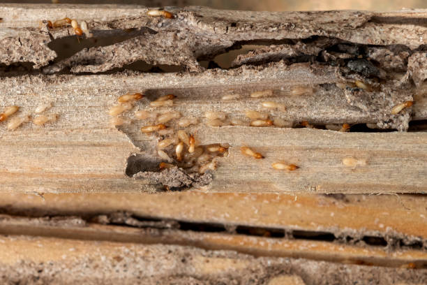 Best Affordable Pest Control Services  in Laurel Hill, VA